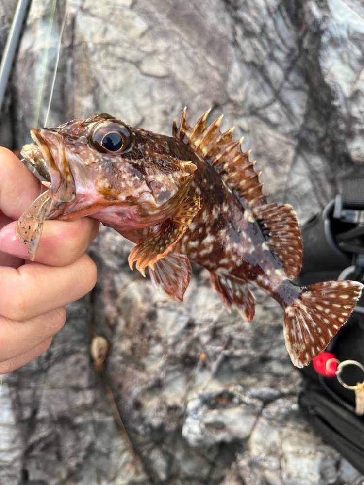 ライトゲーム新規開拓