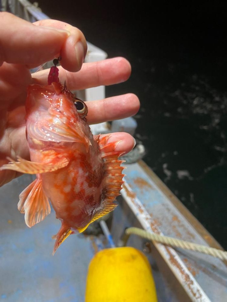 バチコンアジング by 泰斗丸