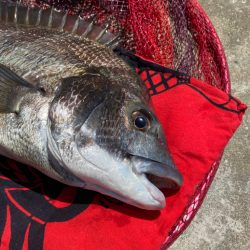 ヘチってきました