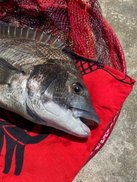 ヘチってきました