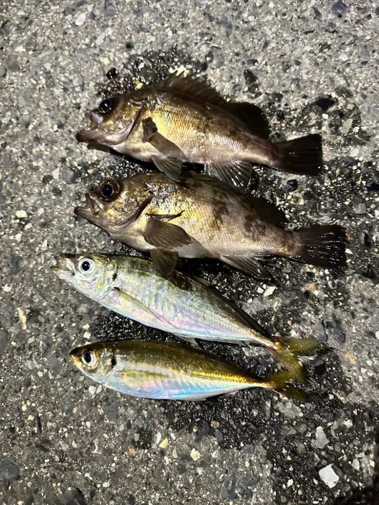 大雨後のライトゲーム