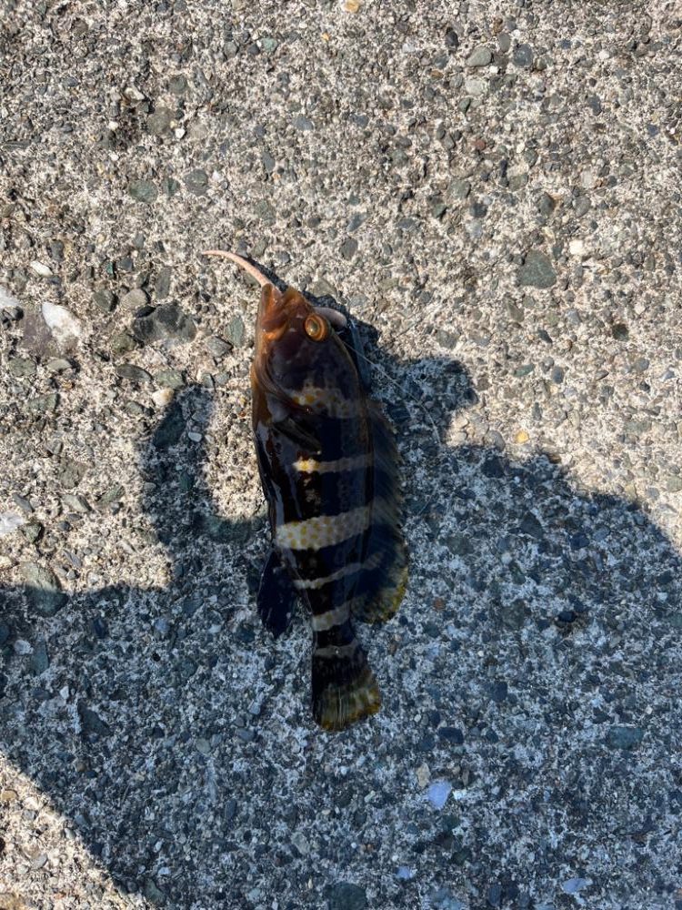 小浜根魚ライトゲーム