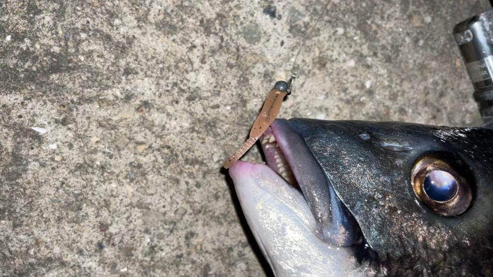 水潮メバリング