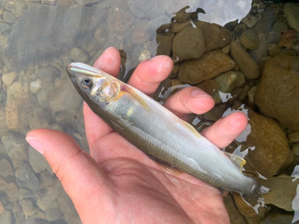 初めての鮎釣り