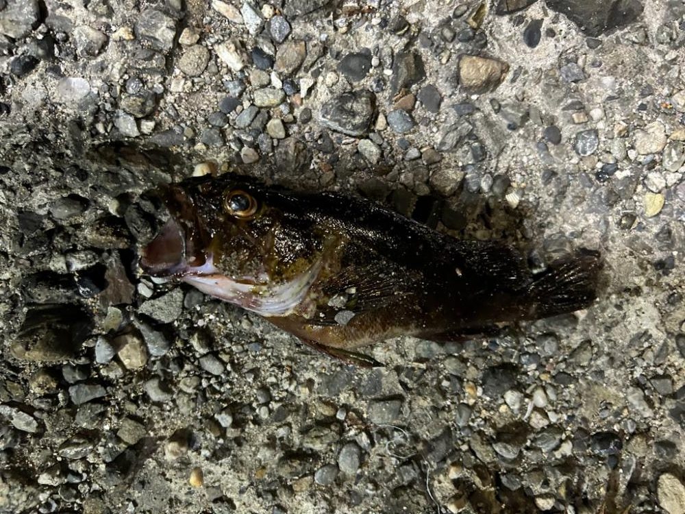 オクトパッシング+チョイ投げ