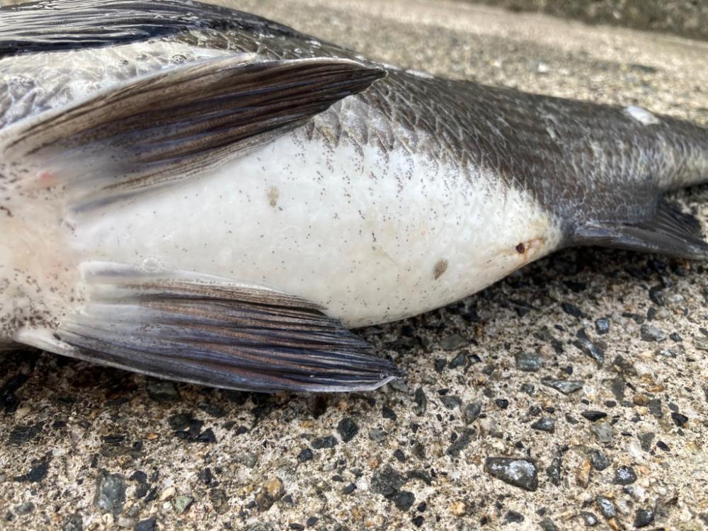 おチヌさん乱舞