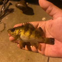 メバリング24(前回採番相違)