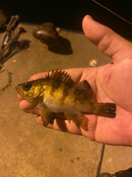 メバリング24(前回採番相違)