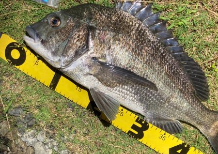 夜のチヌ釣り好調