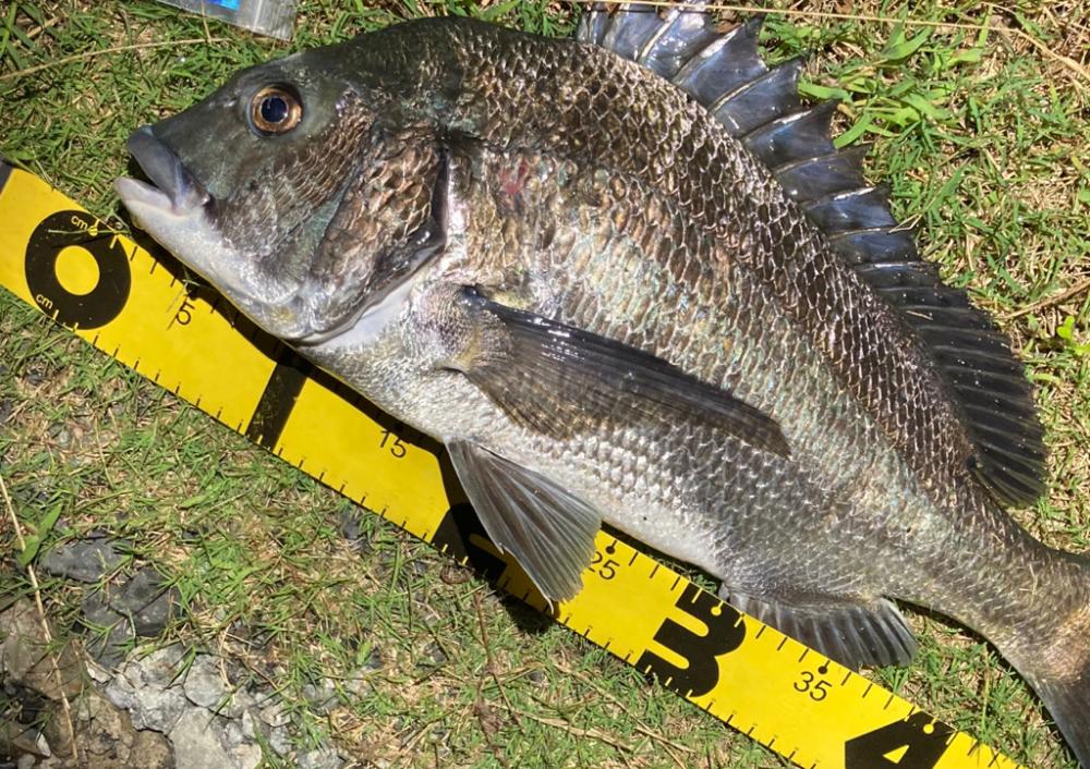 夜のチヌ釣り好調