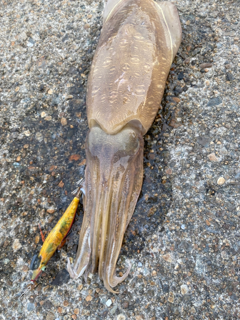 キジハタ カミナリコウイカ