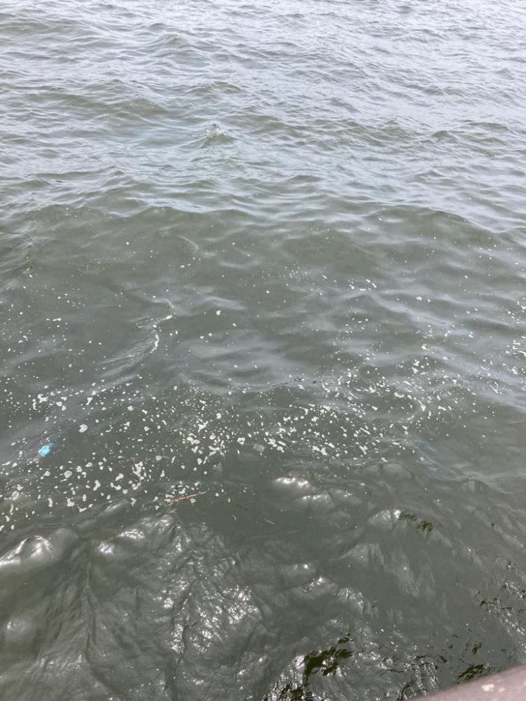 昼休み湾奥蛸散歩。何とか仔蛸2杯。。