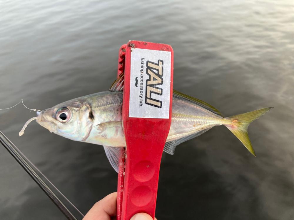 ちょこっと夕まずめフィッシング