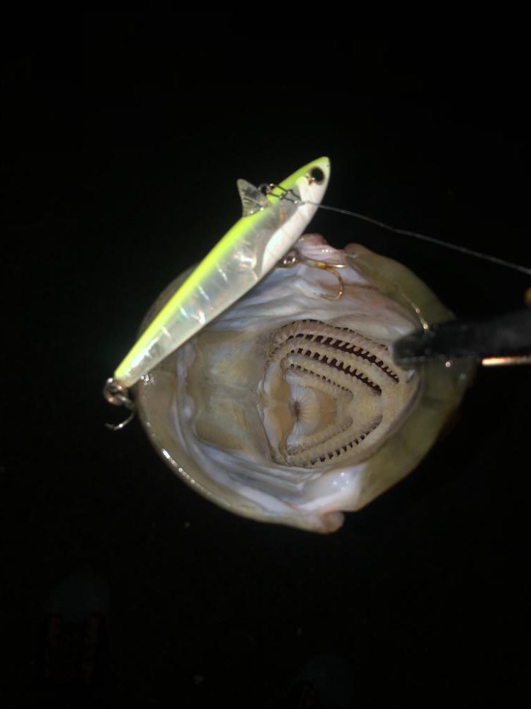 なかなかの良型