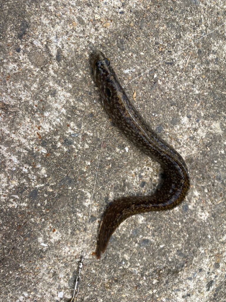 初ダイソールアー