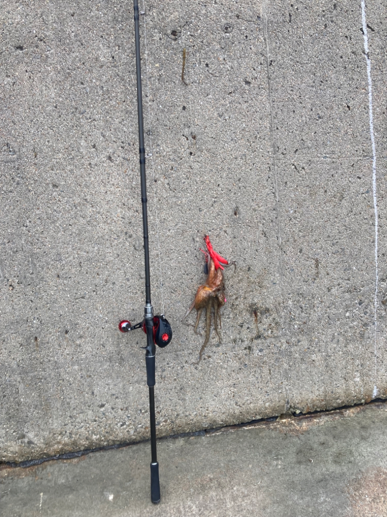 ようやくタコエギでタコが釣れた。