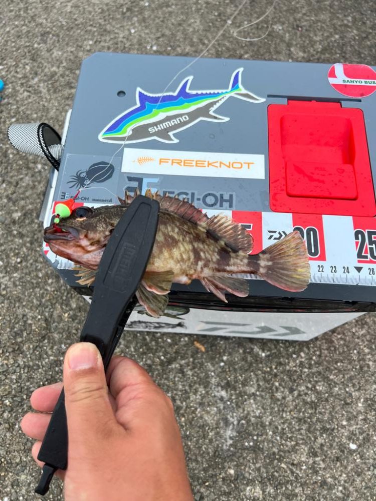 ライトなビッグゲーム