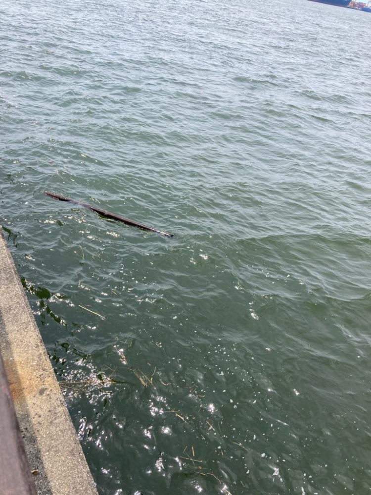 真昼の蛸散歩。何とか2杯。。