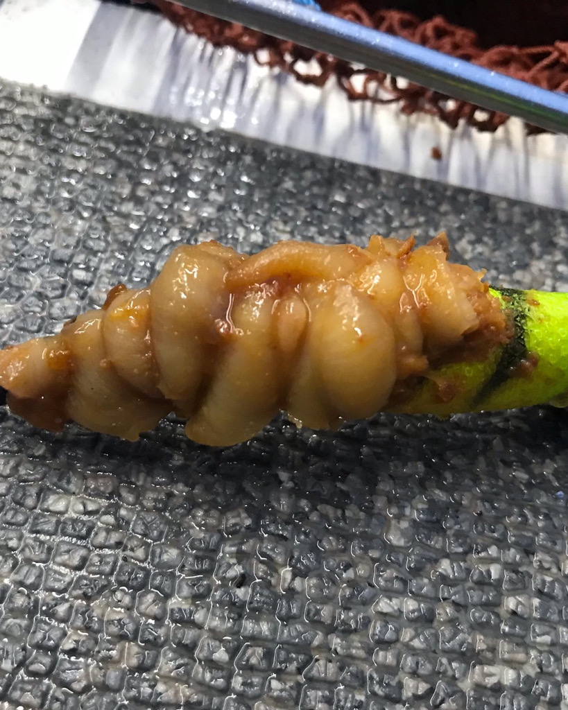 淡路室津のタコ釣り