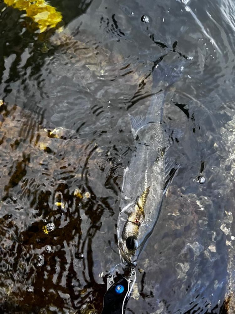 バイブレーションのただ巻き