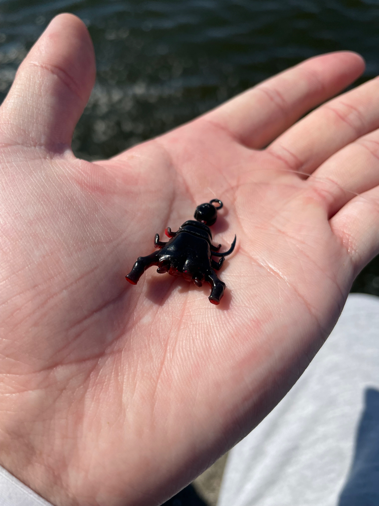 ガンクロゲームで良型チヌ