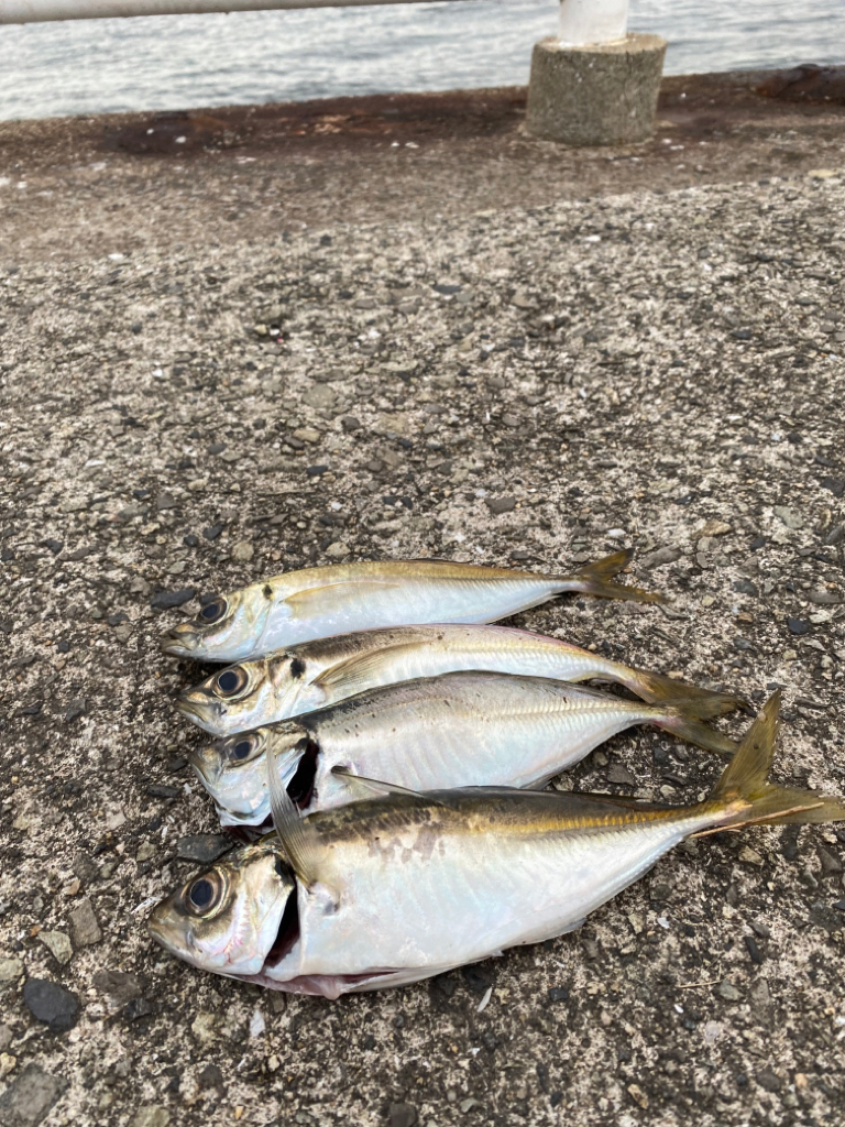 久しぶりのホーム