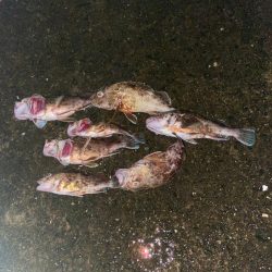 ライトワインドでロックフィッシュ狙って来た…