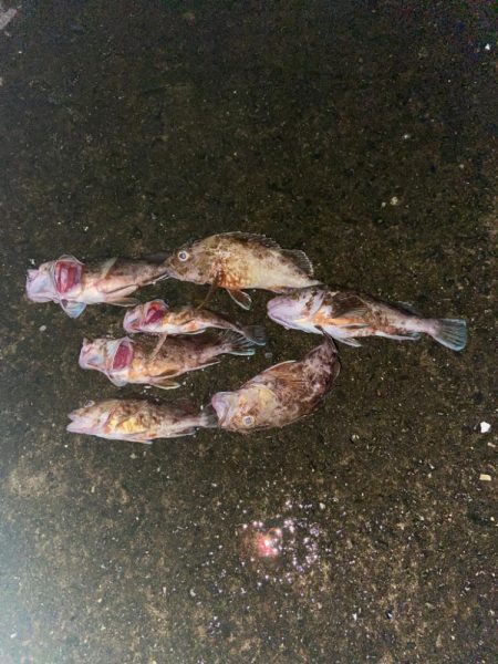 ライトワインドでロックフィッシュ狙って来た…