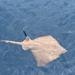 雨のマイボート釣行
