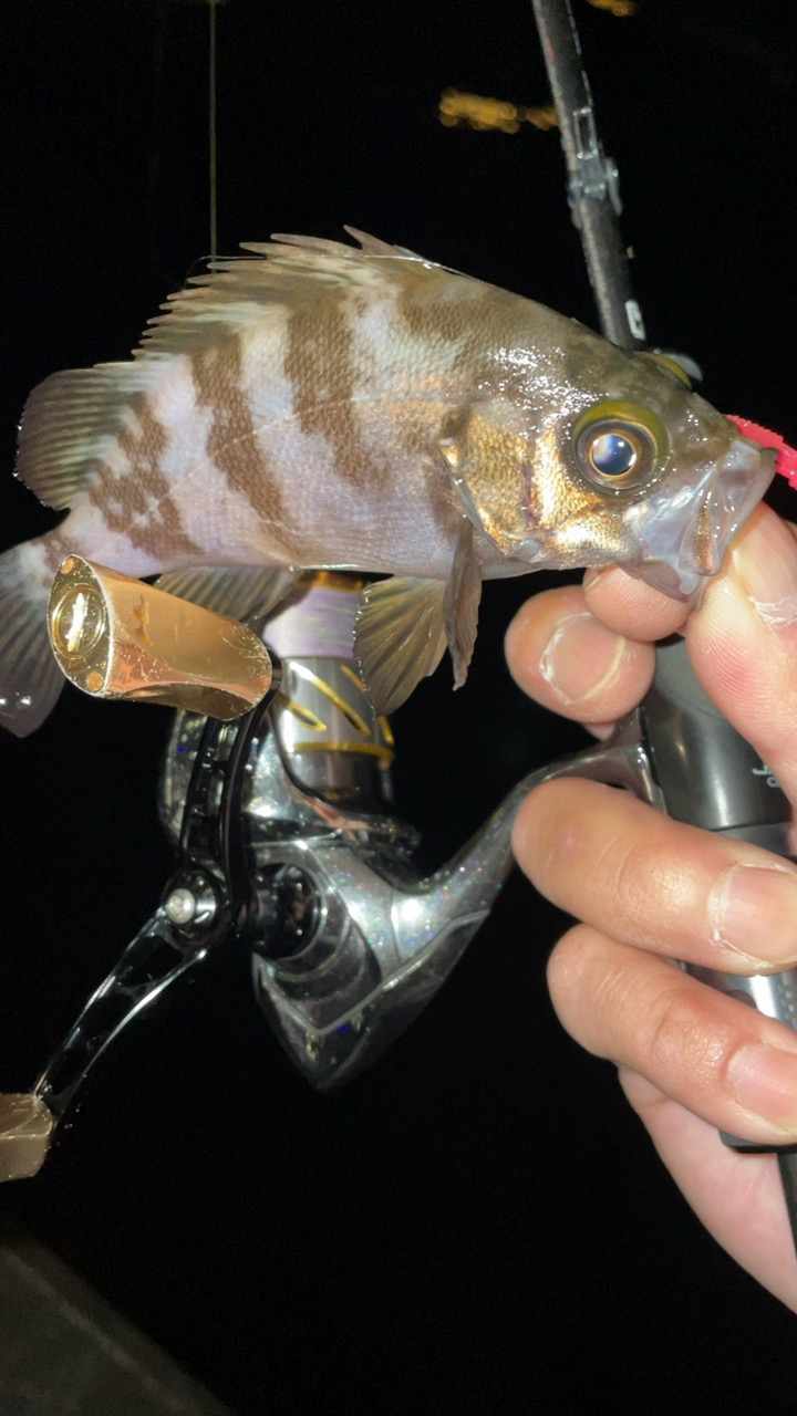 いきなり渋い…