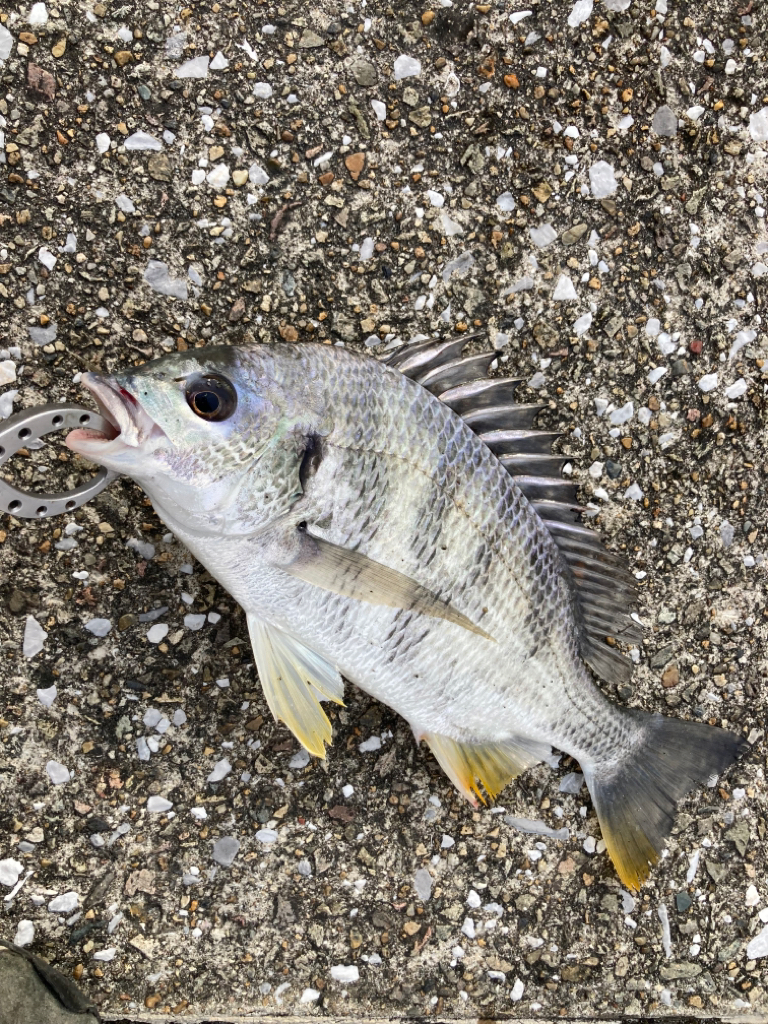 おチヌさん活性高いです