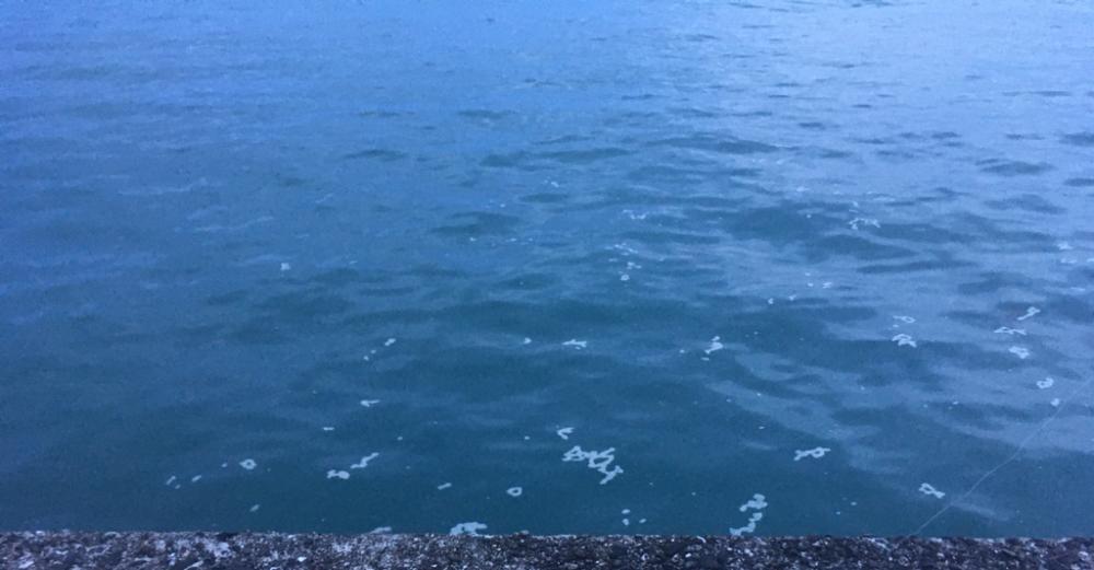 遠いアオリイカ 2