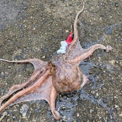 ⭐︎心地よいかをり