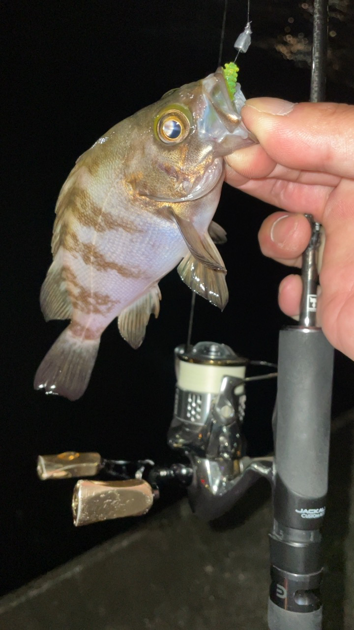 爆風メバリング