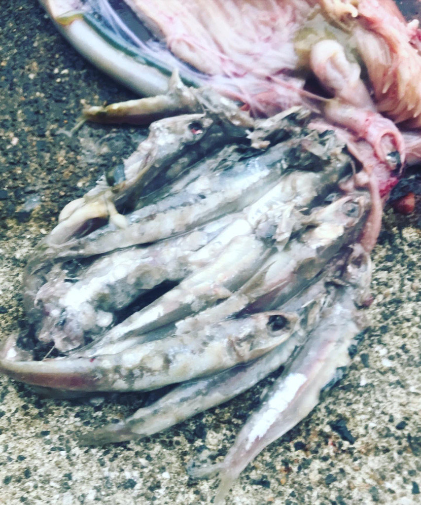 なんとか2連勝！