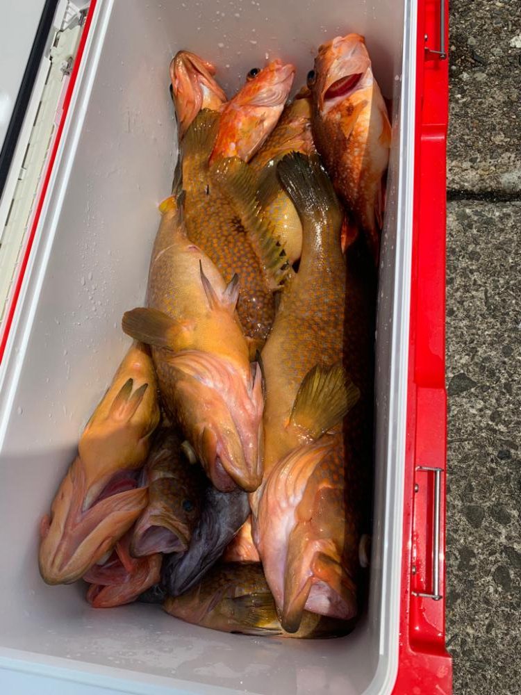 やっぱりSLJおもろい〜