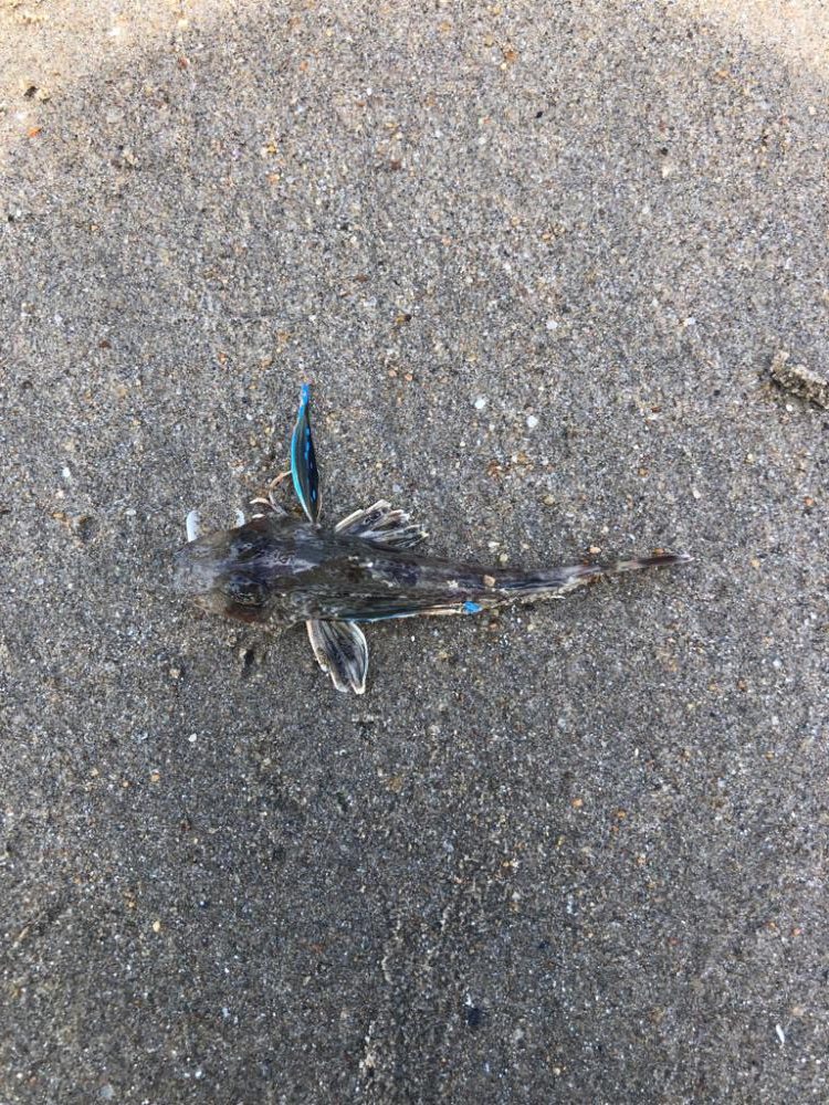 初50オーバーマゴチ！