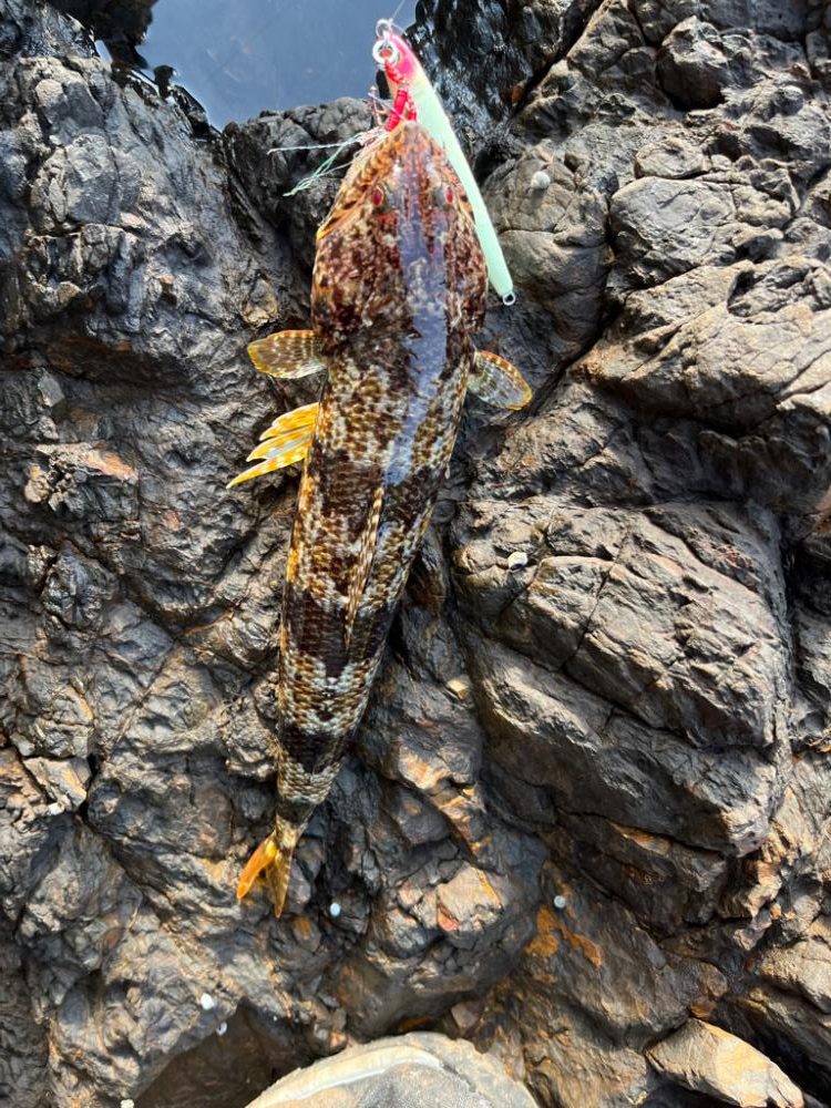 プチ遠征ロックフィッシュ