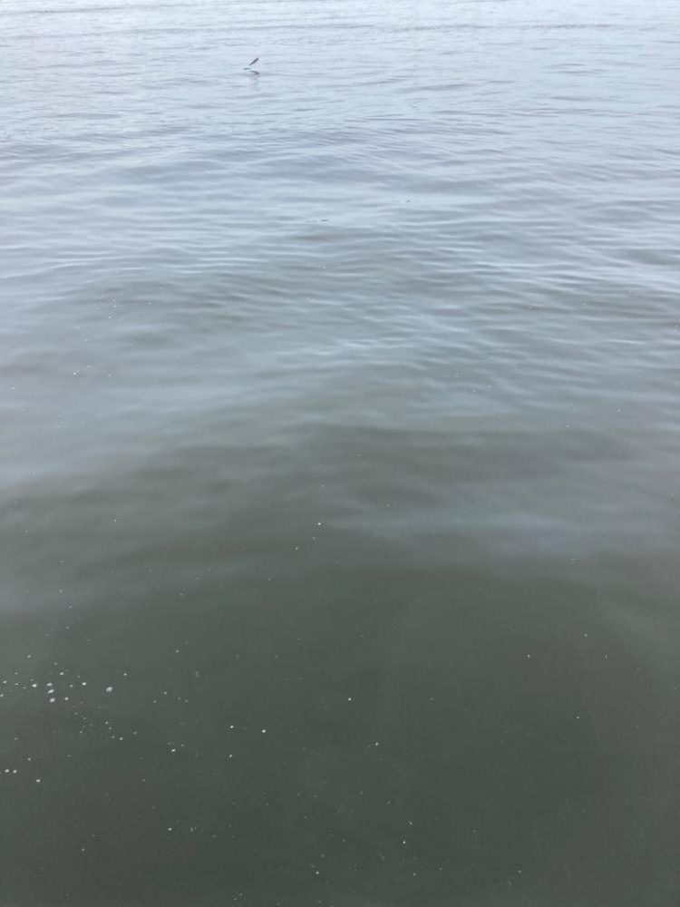 湾奥蛸専出るも。激渋。。3杯。。。