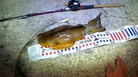 【アオリイカ】ベイトタックルで今年初GET