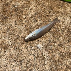 姫路のキス釣りはピンギスばかりで良いサイズは出ないです！