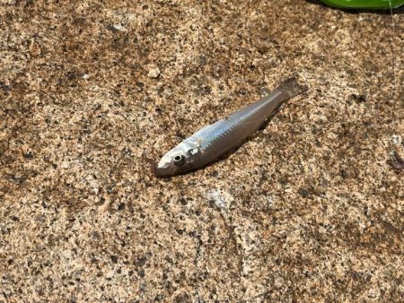 姫路のキス釣りはピンギスばかりで良いサイズは出ないです！