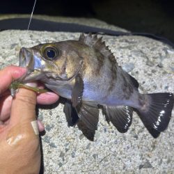 姫路でメバリング｜梅雨メバル高活性で爆釣モード！
