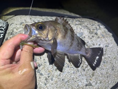 姫路でメバリング｜梅雨メバル高活性で爆釣モード！