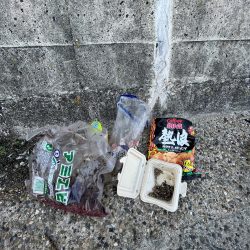 清掃活動：豆　豆アジ回遊中