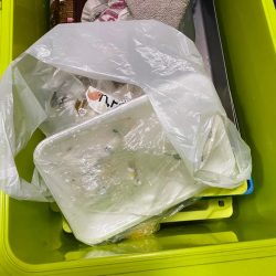 清掃活動：日本海でケンサキイカ