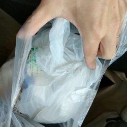 清掃活動：イカに会いたくて