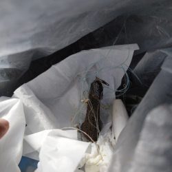 清掃活動：アカハタいたっ！！