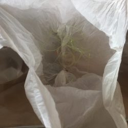 清掃活動：遠いアオリイカ 2