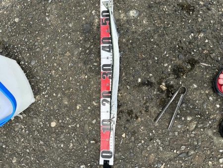 アジングでダツ